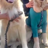 大型犬のオフ会に行ったら『愛犬そっくりなワンコ』を発見→詳しく話を聞くと…奇跡的すぎる『まさかの展開』が11万再生「ご縁だ」「すごい」