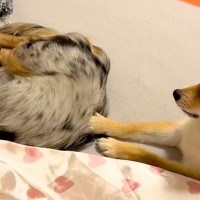 『絶対にママの腕枕で寝たい犬』VS『意地でも退かない犬』わかりやすく抗議をする光景が51万再生「鳴き声がおもちゃみたいｗ」「笑顔になる」