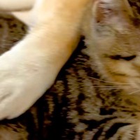 『犬が大好きな元野良猫』と『塩対応な犬』が一緒に眠ったら→おててを添えて…絵本のような『尊すぎる光景』が46万再生「素敵」「カップルｗ」
