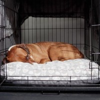 犬が『調子が悪い』ときにみせるサイン4つ　異変を感じた場合はすぐに病院へ