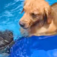 プールで泳ぐ男性→『溺れている！』と勘違いした大型犬が、危険を察して…『まさかの行動』が可愛すぎると反響「心配なんだね」「優しすぎ」