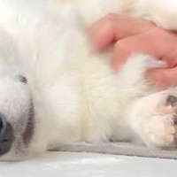 気持ちよさそうに撫でられる犬→手を離すと、『表情』が変わり…撫でざるを得ない『アピールの仕方』に5万いいね「されたい」「めちゃ可愛い」