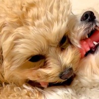 1つのおもちゃを取り合う2匹の犬→お互いに疲れてしまい、いつのまにか…とんでもなく尊い『まさかの展開』が20万再生「可愛すぎ」「ずるい」