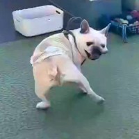 ドッグランで遊ぶ犬を撮影した結果→『走り回るかな』と思っていたら…想像と違った『まさかの光景』に1万いいね「想像以上で草」「癒された」