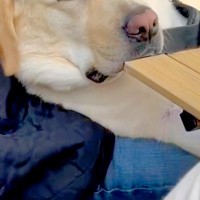 キャンプに来た大型犬→自然に囲まれ、うとうとしてしまい…『眠いのを必死に我慢する表情』が可愛すぎると反響「寝たらいいのにw」「ほのぼの」