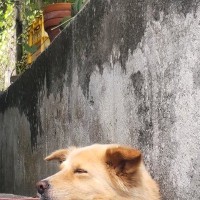 『地面から生えているのは…犬？』側溝でくつろぐワンコ→思わず二度見してしまう『まさかの光景』に反響「夜見たら腰抜かすｗ」「どういう状態」