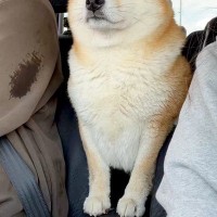 車の後部座席から運転席を覗く犬→戻ろうとしたら、お腹がつっかえてしまい…まさかのハプニングが23万いいね「反則級の可愛さ」「ジタバタｗ」
