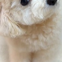 『犬が首をかしげる音』を聞かせた結果→思った以上に反応して…吹っ飛んでいきそうな『想像以上の動き方』が66万再生「可愛すぎ」「あざとい」