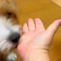 『おて』と犬たちに手を出した結果→『うまくできるかな』と思っていたら…想定外な『尊い行動』に3万いいね「完全に分かってる」「むしろ正解」