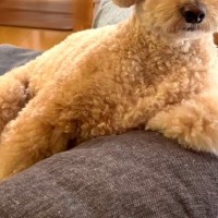 『お散歩行く？』と犬を誘ってみた結果→気が乗らないようで…人間のような『まさかの反応』が10万再生「とぼけ方が可愛い」「面白すぎｗ」