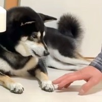 犬を連れて帰省→飼い主の父をウザがっていたかと思いきや…別の犬のような『態度の変化』が26万再生「ツンデレで最高」「甘えん坊モード炸裂」