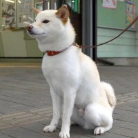 駅の前でお姉ちゃんの帰りを待つ犬→『まるで忠犬ハチ公のようだな』と見ていたら…まさかの展開が49万再生「可愛すぎ」「こんなん急いで帰る」