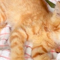 偶然、公園で捨てられた『動けない子猫』を発見→保護後、家に連れて帰ると『先住犬』が…思わず泣ける光景が682万再生「涙出た」「優しい」