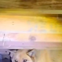 『犬はどうでもいい』と置き去りにされ、床下に住み着いた捨て犬→家族に迎えて1年後…涙あふれる『表情』に反響「とっても良いお顔」「泣いた」