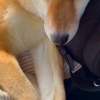 車で犬を病院へ連れて行った結果→『大好きな先生』が現れると…尊すぎる再会と『帰り道の表情』が27万再生「愛情表現最高」「もぉぉ可愛い」
