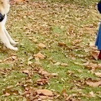散歩拒否をする『大きな秋田犬』→全く動かないので…飼い主が『マイケルジャクソンになる光景』が35万再生「ジワるｗ」「表情が誇らしげで草」
