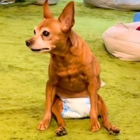 4年前から歩けなくなってしまった老犬→それでも嬉しそうにして…勇気を貰える『今を全力で生きる光景』に感動続々「最高に幸せ」「長生きして」