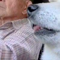 おじいちゃんが運転する『車の助手席』に乗るおばあちゃん犬→熟年夫婦のようで…とんでもなく尊い光景が69万再生「そっくり」「心が通じてる」