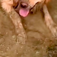 ドロドロに汚れて帰ってきた大型犬→外出中の様子を確認した結果…思わず絶望する『衝撃の光景』が90万再生「大満足の顔ｗ」「最高に幸せそう」