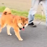 散歩中の犬に内緒で『目の前を素通りしてみた』結果→『振り向いてくれた！』と思ったら…切ない展開に反響「可愛すぎｗ」「たぶん気づいてる」