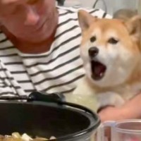普段はそっけない犬→目の前で『他の犬を可愛がった』結果…思っていたのと違う『ツンデレすぎる光景』が25万再生「可愛すぎる」「柴あるある」