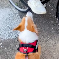 『学校帰りのお姉ちゃん』に遭遇した犬→お散歩を続けようとした結果…『まさかの行動』が愛に溢れていると25万再生「笑った」「大好きなんだ」