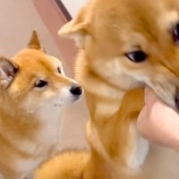大好きな人が遊びにきて喜ぶ犬→弟犬が甘えていたら…想像以上に『ヤキモチを妬く光景』が38万再生「感情爆発してて可愛い」「独占したいんだ」