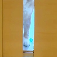 仕事のため、家を出ようとしたら『お留守番する犬』が…今すぐ仕事をやめたくなる『ドア越しの光景』に反響「キツいｗｗ」「引き返しちゃう」