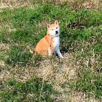 ムスッとした表情で動かなくなった犬→『パパ帰って来るよ』と言ったら…想像を超える『態度の豹変』が320万再生「すっごい笑顔」「魔法ｗ」