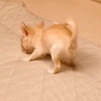 極小赤ちゃん犬が『お布団』の上に乗ったら→嬉しくなりすぎて…テンションMAXな『愛おしい光景』が18万再生「天使」「ぽてっとなるの尊い」