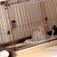 生まれて初めて『ピアノの音』を聞いた子犬→首を思いっきりかしげて…犬生1週目すぎる『愛おしい反応』が55万再生「天使みたいな可愛さ」