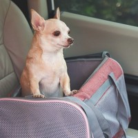 犬が車の中で『落ち着かない』理由3つ　愛犬がソワソワしているときの対処法までご紹介