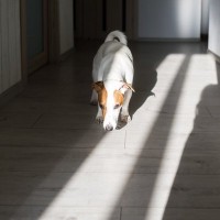 犬が『部屋のニオイ』を嗅ぐ理由4つ　やめさせなくて大丈夫？行動の意味とは