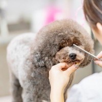 犬の『トリミング』どれぐらいの頻度ですべき？理想的なお手入れのタイミングまで
