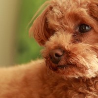 犬が『空気を読んでいる』ときに考えていることとは？人間のように気を遣ったりするの？