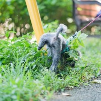 犬の『超危険なおしっこ』5選　放っておくと命に関わる場合も…判断する方法まで