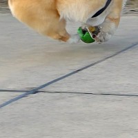 何気なく『ボール遊びをする犬』を撮影したら→思いもよらない『まさかの一枚』が11万表示「ボールそのものになってて草」「どうなってるのｗ」