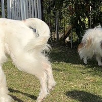 自由に遊ぶ3匹の犬→1匹だけ『作画』が違っていて…思った以上の光景に爆笑「なんかもう重力が違うｗｗ」「バイオハザード味すごくて草」