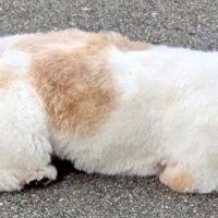 腰が低すぎる犬→他の犬と会うと『遊ぼうポーズ』をするものの…『まさかの姿勢』と切ない結末に2万いいね「不憫で可愛いｗ」「もはや液体化」