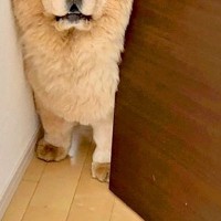 『オットセイのような声』が聞こえたので見に行った結果→犬がドアで困り果てていて…まさかの光景と表情に2万いいね「絶望ｗｗ」「切ない目」