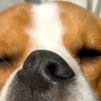 窓際で爆睡する犬→『可愛く寝ているかな』と撮影した結果…思わず二度見してしまう『衝撃の寝顔』が15万再生「研ナオコで草」「お口がｗｗ」