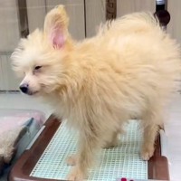 『1万円で売れ残っていた犬』を飼った結果→寂しげな顔をしていて…涙あふれる『表情の違い』が187万再生「運命だ」「愛されるって大事」