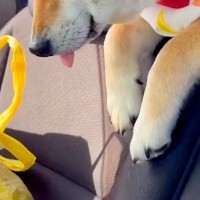 車でお出かけをしている犬→途中で眠たくなってしまい、後部座席から…あまりにも尊い光景に悶絶「この世のものとは思えない可愛さ」「ベロ最高」
