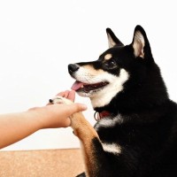 犬が大喜びする『スキンシップ』4選　今日からできる触れ合いのコツや注意点まで解説