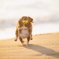 『迷惑な犬の飼い主』の共通点4選　周囲への配慮が足りていない人の特徴とは？
