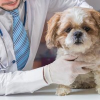 『お金がかかる犬』の特徴5選　何に費用がかかるの？定期的に発生する主な出費とは
