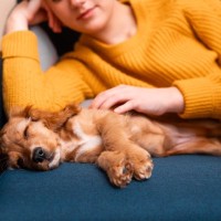 犬が安心する『飼い主の身体の場所』4選　愛犬が寄り添ってきたときに飼い主がすべき対応まで