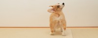 犬が『おしりをぶつけてくる』心理5選　飼い主にヒップアタックをする理由や激しすぎる場合の対処法まで