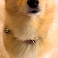 『申し訳なさそうな顔』で呼びに来た犬→ついて行った結果、トイレが…予想外だった『まさかの展開』が21万再生「愛おしい泣く」「優しい世界」