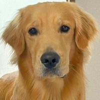 体調不良で寝ていたら『大丈夫？』と心配してくれた大型犬→『寄り添ってくれて優しいな』と思ったら…切ない展開に反響「反応早ｗ」「オチがｗ」